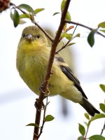 Finch4.jpg