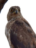 Hawk6.jpg