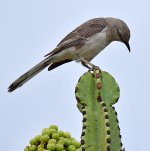 Mockingbird3.jpg