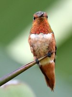 Hummer3.jpg