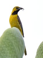 Oriole.jpg