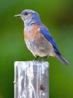 Bluebird.jpg