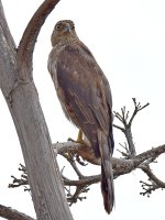 Hawk2.jpg