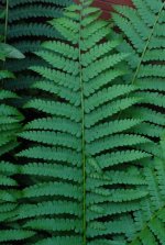 fern1.jpg