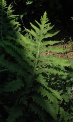 fern2.jpg