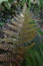 fern3.jpg