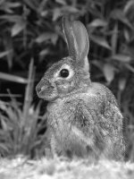 RabbitBW.jpg