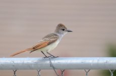 18th July 2015 032.JPG