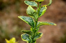 18th July 2015 053.JPG