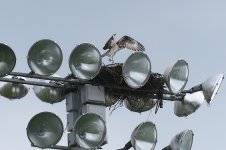 Soddy Daisy,TN--3.jpg