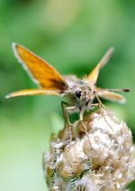 DSC_1276-bugs July 2015 -0006-2015-07-18T11_38_22.jpg