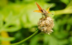 DSC_1278-bugs July 2015 -0005-2015-07-18T11_38_35.jpg
