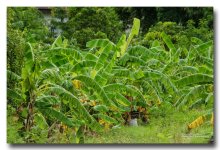 banana-plants1.jpg