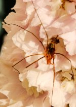 DSC_1657-dandy longlegs-0004-2015-07-19T09_38_43.jpg