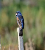 19th July 2015 037.JPG