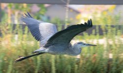 19th July 2015 025.JPG