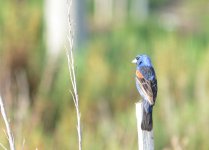 19th July 2015 033.JPG