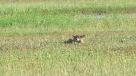 19th July 2015 040.JPG