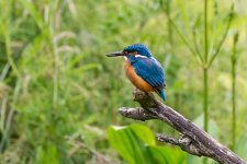 DSC_3657.jpg