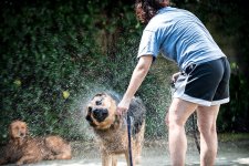 dogwash.jpg