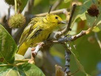 YellowWarbler6.jpg