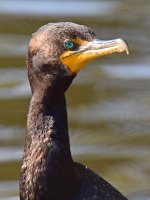 Cormorrant3.jpg