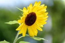 sunflower--2.jpg