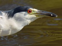 BlackHeron4.jpg