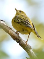 YellowWarbler.jpg