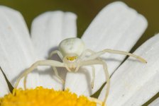 Spider-2452.jpg