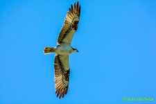 bird (1 of 1).jpg