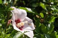 20150718-_flower and fly.jpg