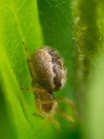 20150719-spider.jpg