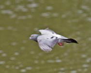 DSC_0308.jpg