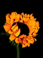 contrast sunflower_683origionalcontrast sunflower.jpg
