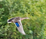 DSC_0230.jpg
