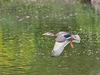 DSC_0252.jpg