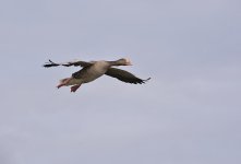 DSC_0296.jpg