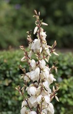 DSC_0341.jpg