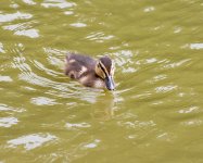 DSC_0346.jpg