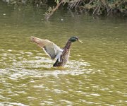 DSC_0263.jpg