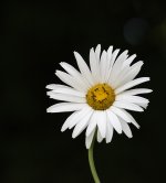 DSC_0398.jpg