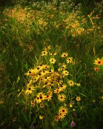 Black Eyed Susans.jpg