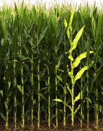 Corn stalk.jpg
