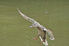 DSC_0197.jpg