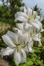 untitled-4747.jpg