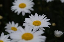 DSC_4114.jpg