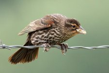 BBSeeds-1.jpg