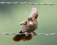 BBSeeds-2.jpg