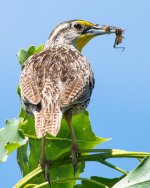 MeadowLark-2.jpg